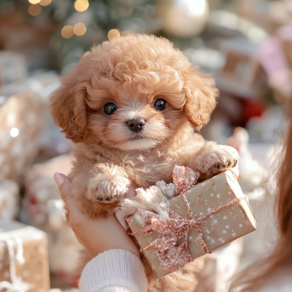 Kalbooz Cuddly Robo-Pup